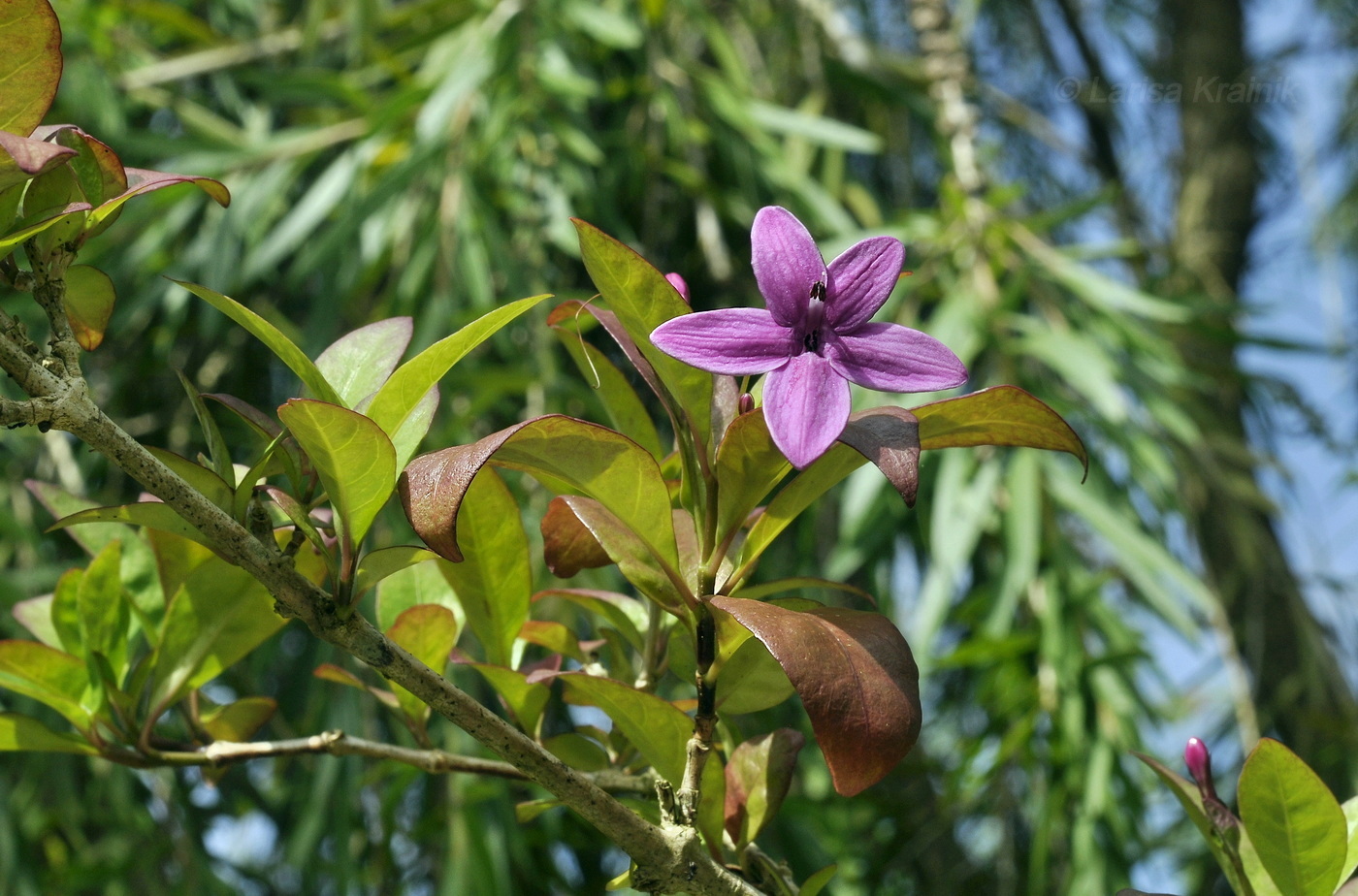Image of Pseuderanthemum laxiflorum specimen.