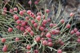 Ephedra monosperma