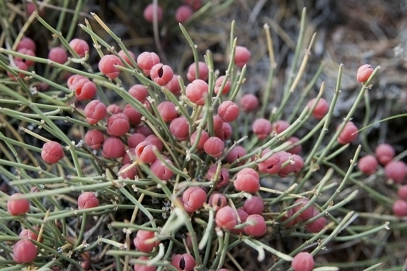 Image of Ephedra monosperma specimen.