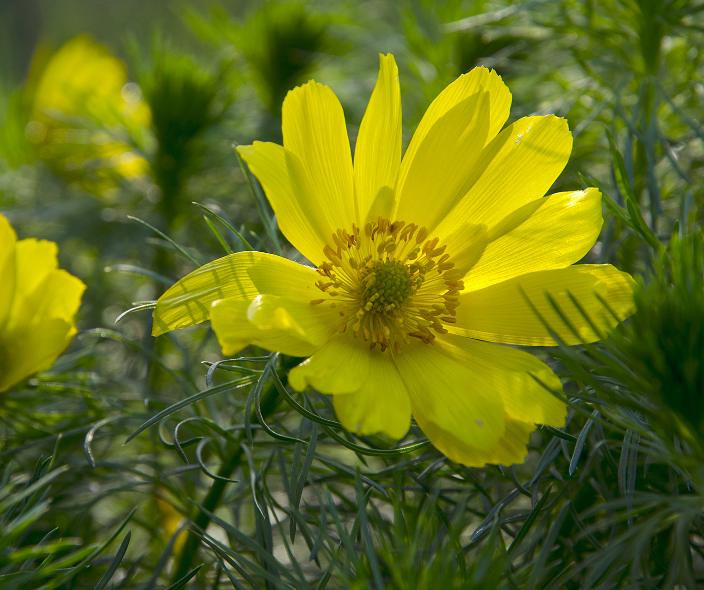 Image of Adonis vernalis specimen.