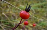 Rosa cinnamomea