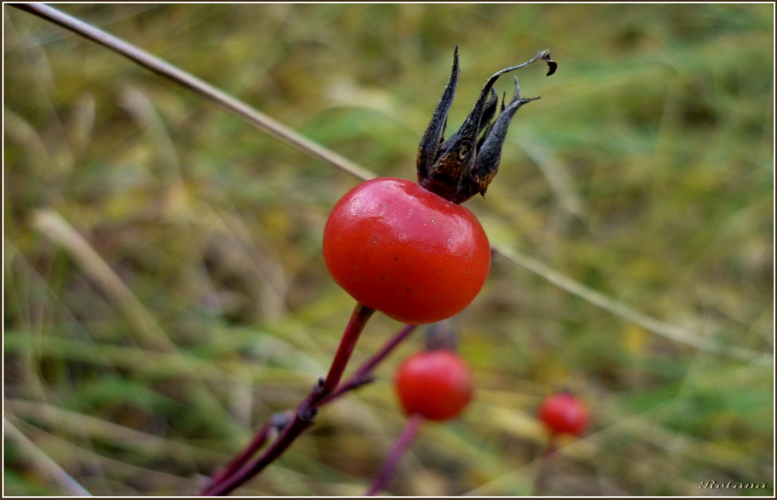 Image of Rosa cinnamomea specimen.