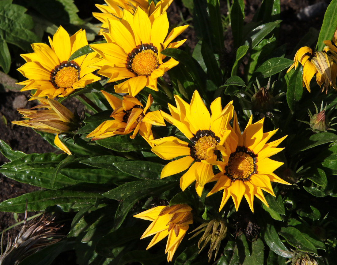 Image of Gazania × hybrida specimen.