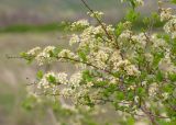 Spiraea hypericifolia