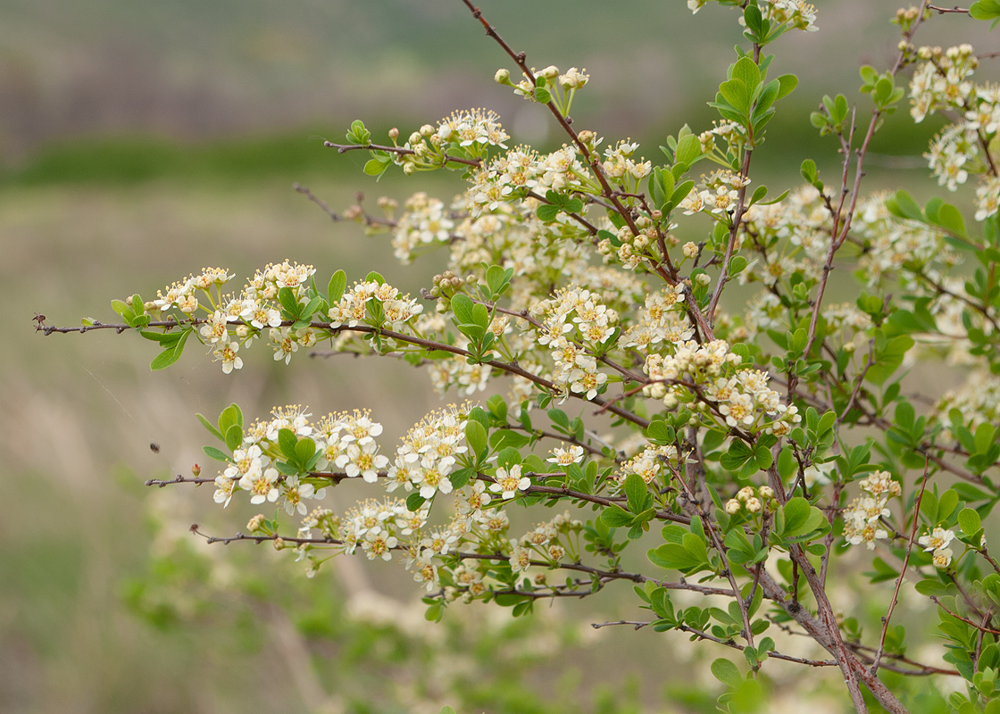 Изображение особи Spiraea hypericifolia.