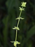 Cruciata pedemontana. Верхушка плодоносящего растения. Узбекистан, Ташкентская обл., зап. отр. Чаткальского хр., окр. кишлака Учтерак. 04.06.2015.