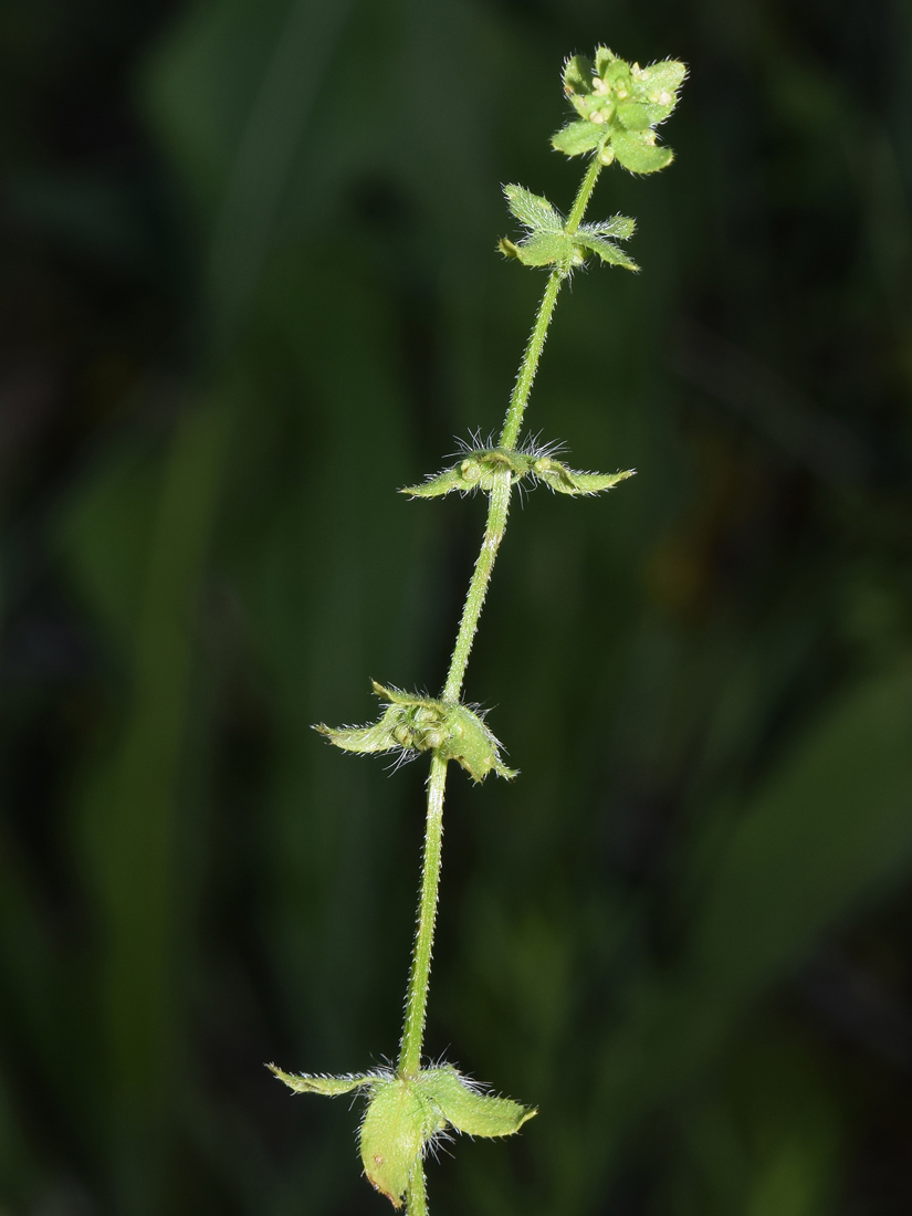 Изображение особи Cruciata pedemontana.