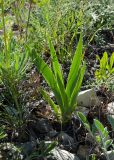 genus Iris. Вегетирующее растение. Оренбургская обл., Беляевский р-н, Донской сельсовет, каменистая степь. 28 мая 2024 г.
