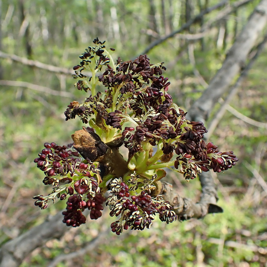 Изображение особи Fraxinus mandshurica.
