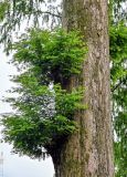 Metasequoia glyptostroboides. Часть ствола с молодыми ветвями. Китай, пров. Аньхой, г. Танкоу, в культуре. 30.05.2025.