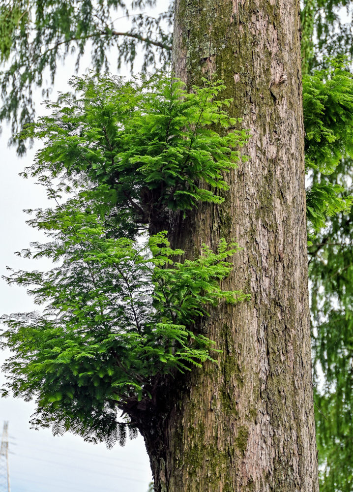 Image of Metasequoia glyptostroboides specimen.