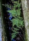Cystopteris fragilis