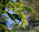 Carpinus betulus. Верхушка плодоносящей веточки. Абхазия, окр. г. Новый Афон, Иверская гора, олуговелый каменистый склон. 12.06.2025.