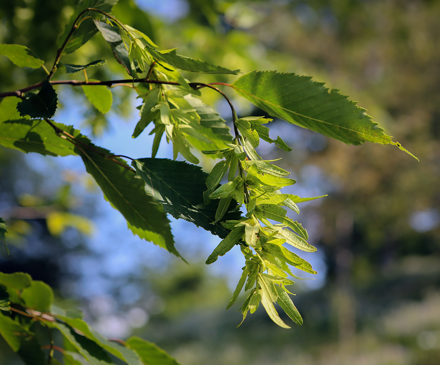 Изображение особи Carpinus betulus.