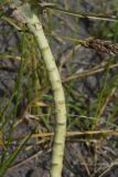 genus Euphorbia. Часть побега. Турция, ил Агры, подножие горы Арарат, окр. с. Демиртепе, выс. ок. 1520 м н.у.м., берег оз. Шейхли, степь. 20 мая 2025 г.