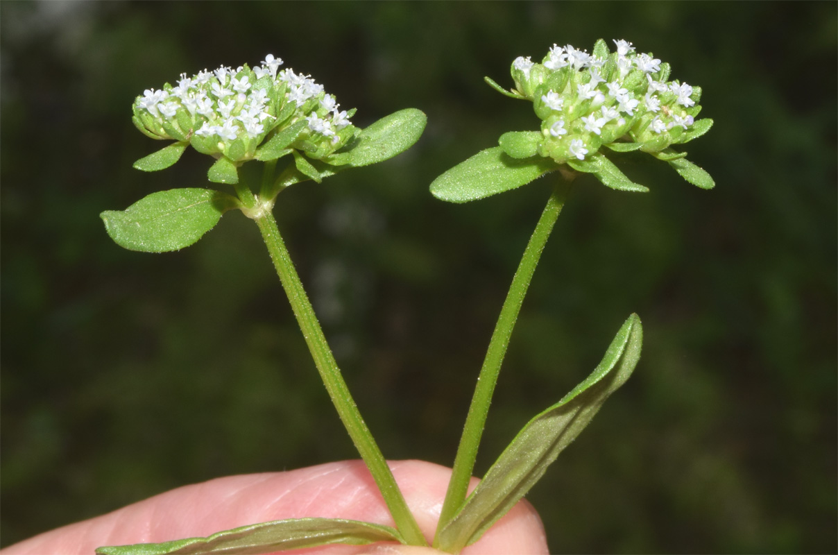 Image of genus Valerianella specimen.
