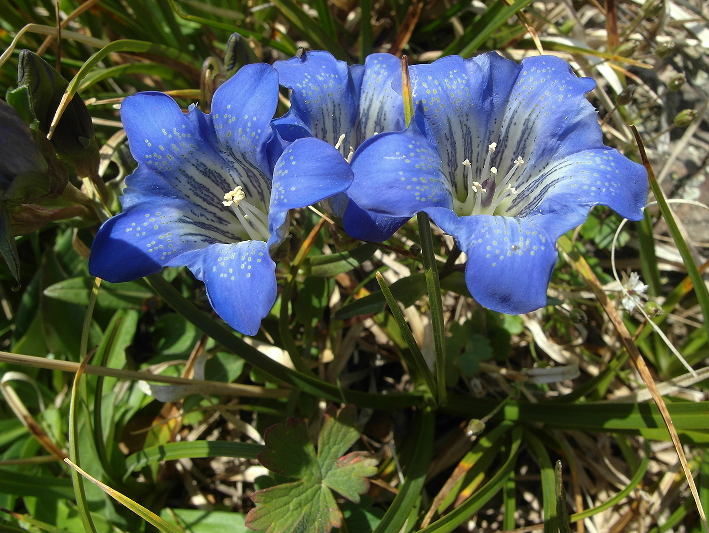 Image of Gentiana kaufmanniana specimen.