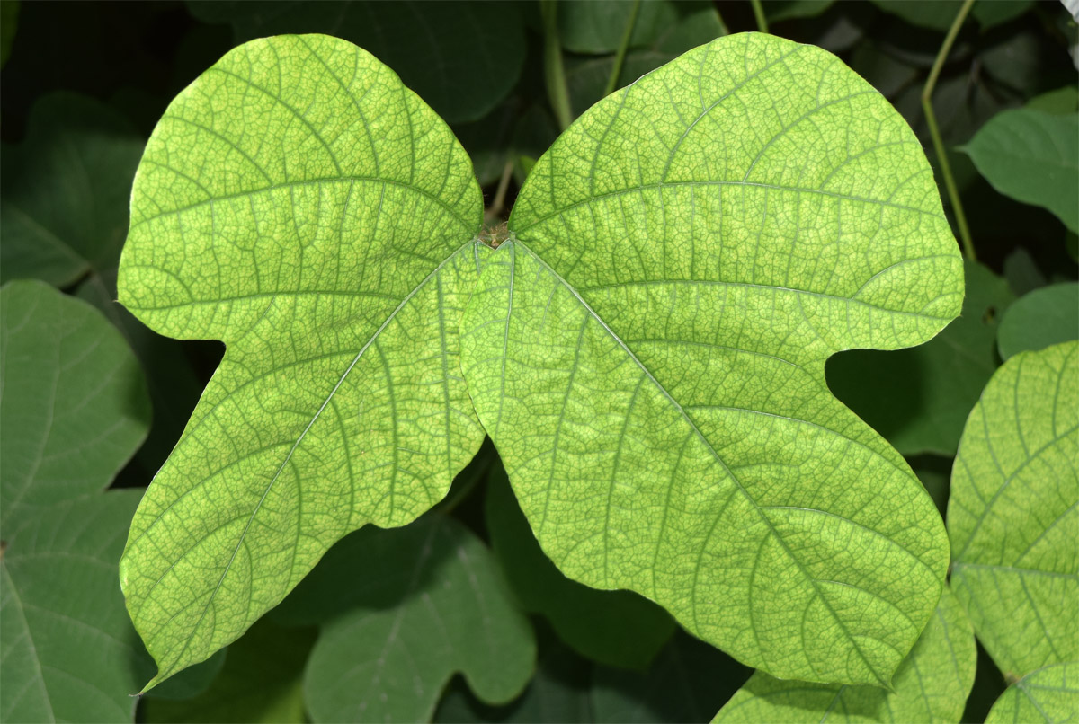 Image of Pueraria lobata specimen.