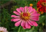 Zinnia elegans