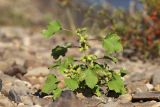 Xanthium orientale. Плодоносящее растение. Приморский край, Уссурийский ГО, окр. ж.-д. пл. 9194 км, дол. р. Раздольная на левом берегу, пойма, галечниковые отложения. 22.09.2025.
