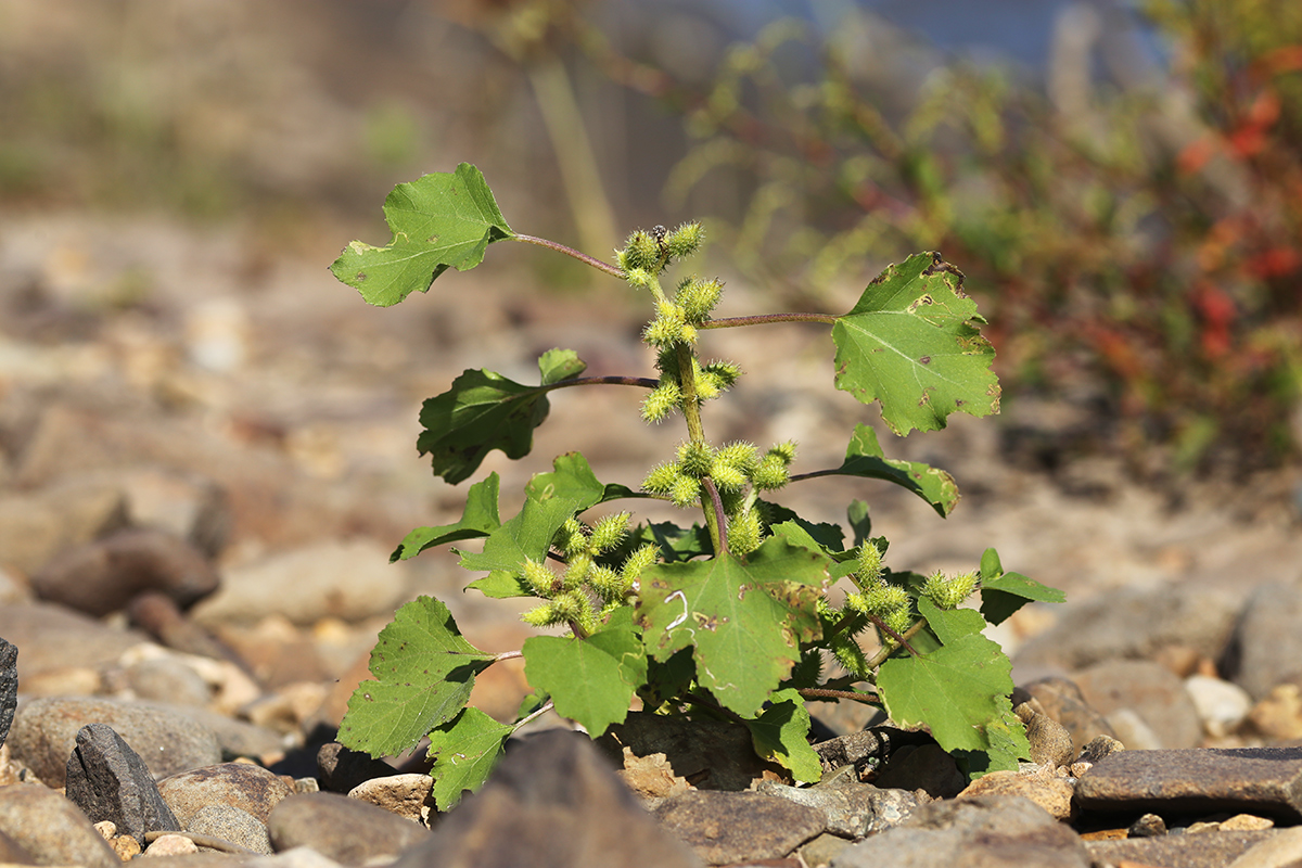 Изображение особи Xanthium orientale.
