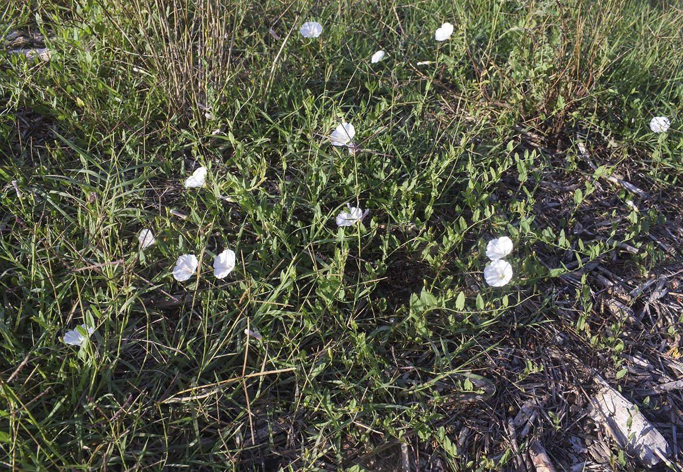 Изображение особи Convolvulus arvensis.