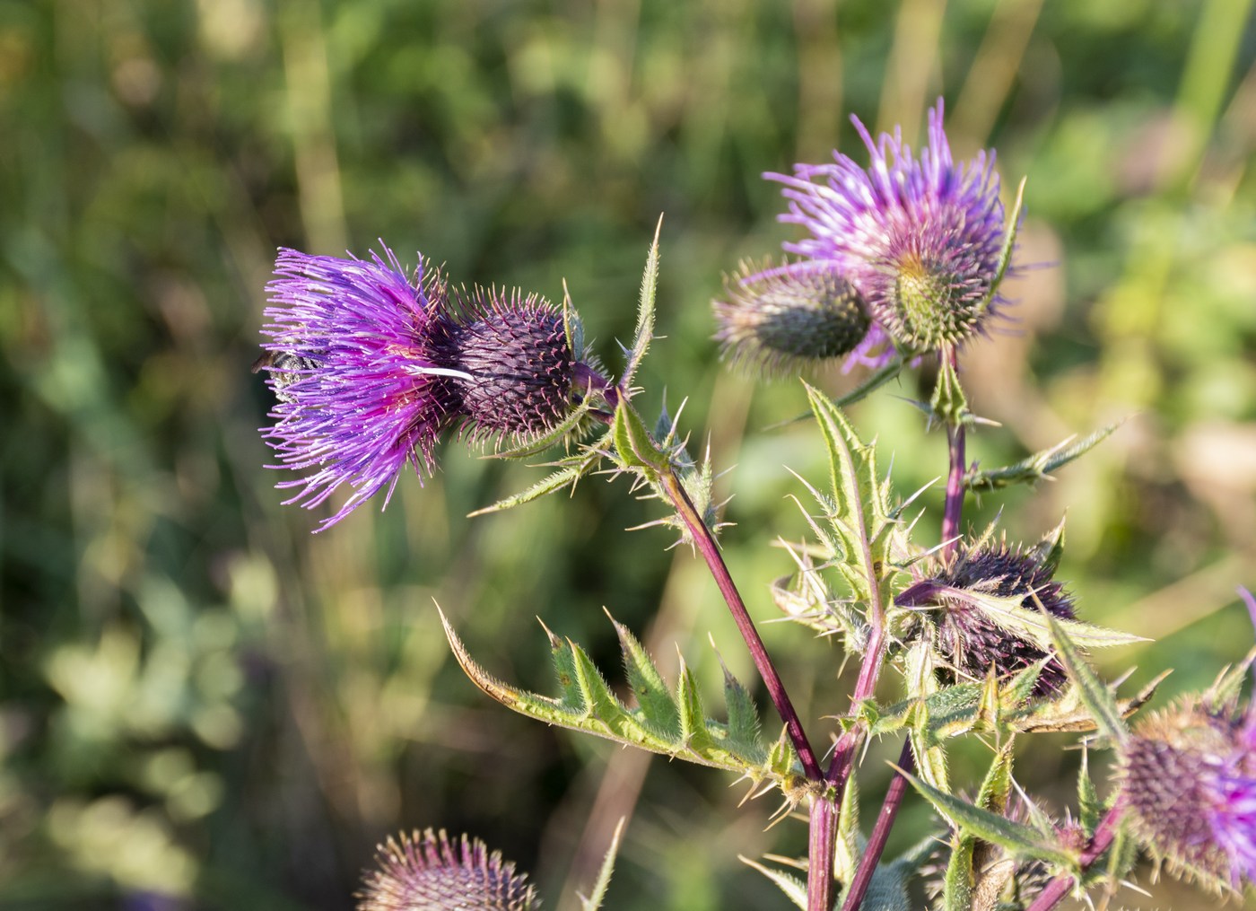 Image of Cirsium gagnidzei specimen.