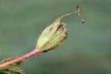 Arctous erythrocarpa. Плод. Камчатский край, Елизовский р-н, склон горы Летняя Поперечная, цирк Большая Чаша, кустарничковая тундра. 03.09.2025.