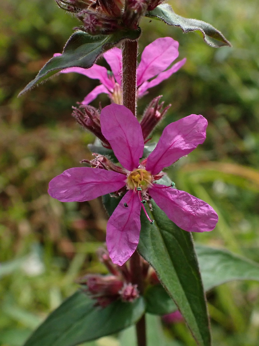 Изображение особи Lythrum salicaria.