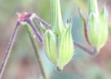 Erodium ciconium. Чашечка при плоде. Израиль, г. Кирьят-Оно, у дороги. 28.02.2011.