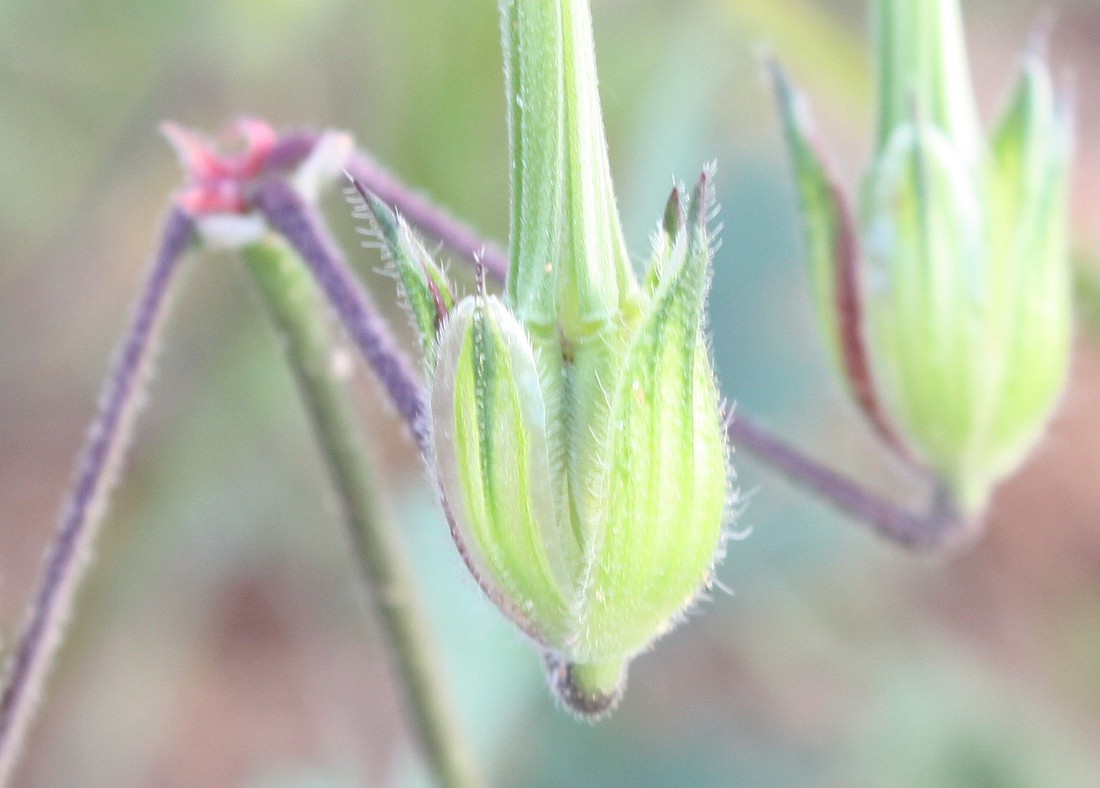 Изображение особи Erodium ciconium.