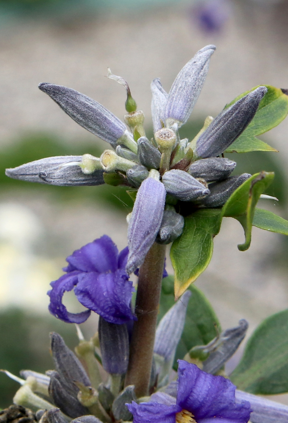 Изображение особи Clematis heracleifolia.