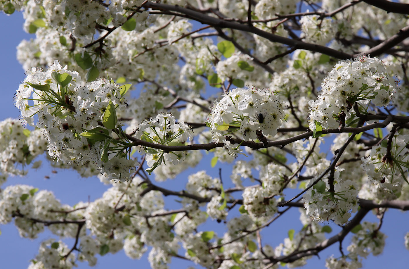 Изображение особи род Pyrus.