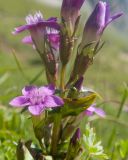 Gentianella caucasea