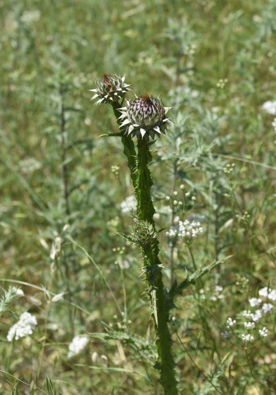 Image of Onopordum carduchorum specimen.