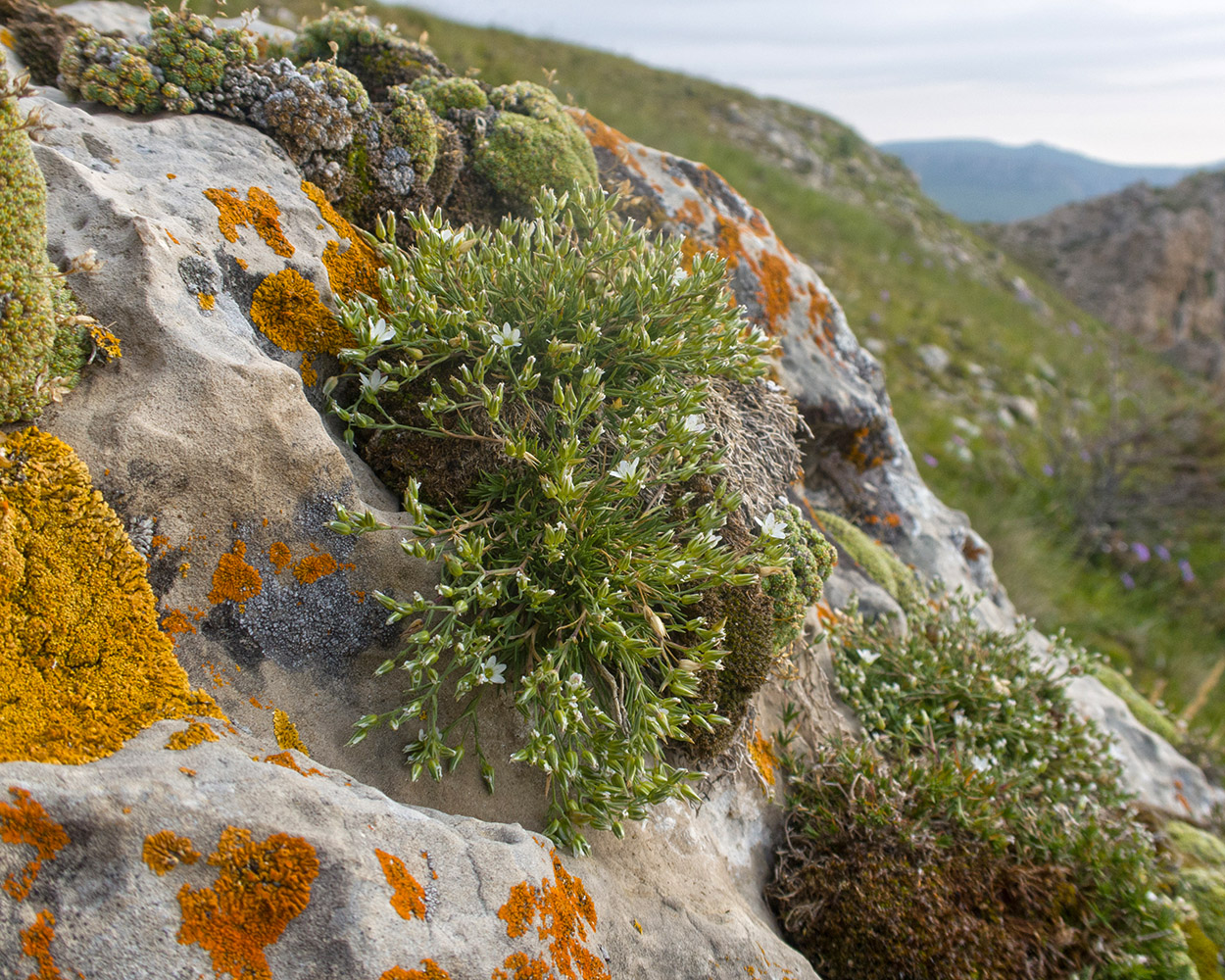 Изображение особи Minuartia oreina.