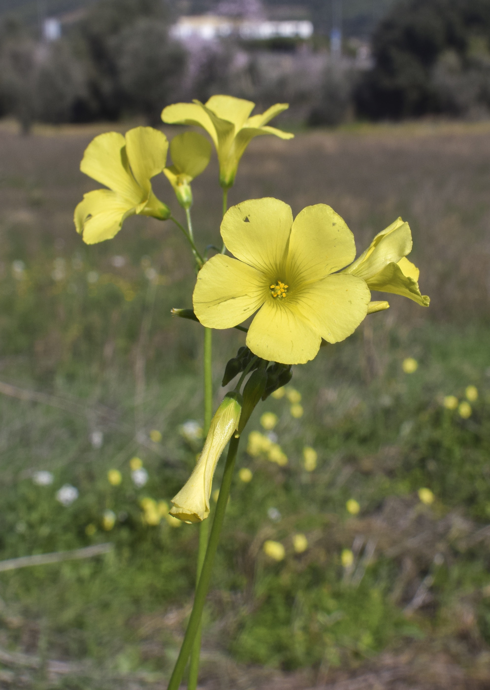 Image of Oxalis pes-caprae specimen.
