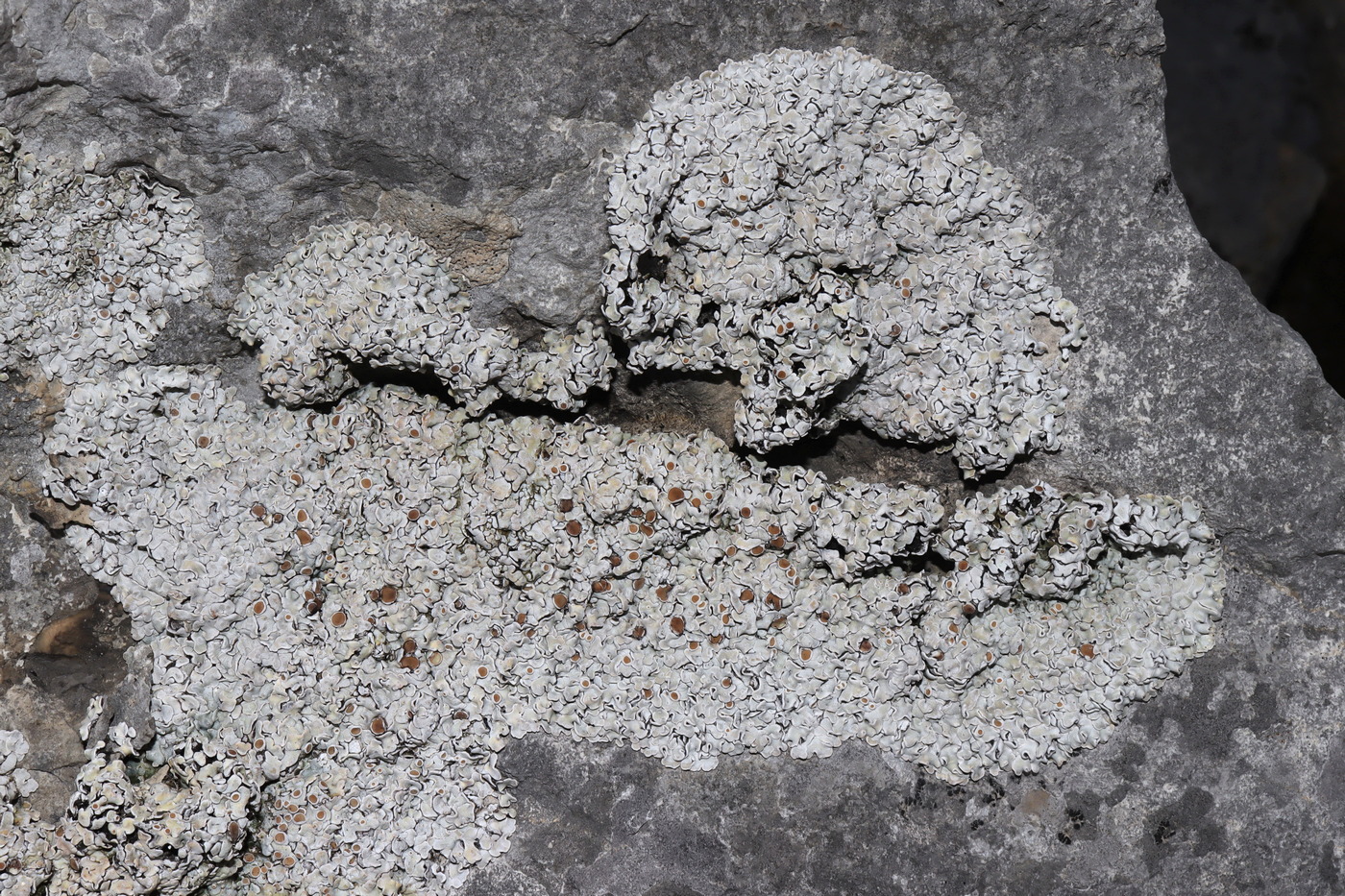 Image of Squamarina lentigera specimen.