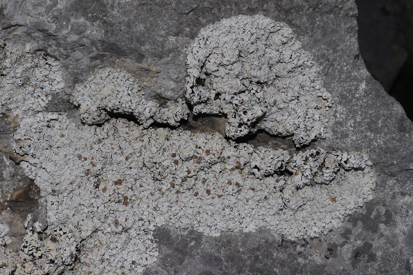 Image of Squamarina lentigera specimen.