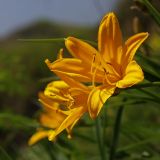 Hemerocallis middendorffii. Цветки. Приморский край, Хасанский р-н, гора Голубиный Утёс. 20.05.2009.