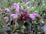 Lamium purpureum. Верхушка цветущего растения. ЛНР, г. Северодонецк, Сквер в центре города. 31.03.2026.
