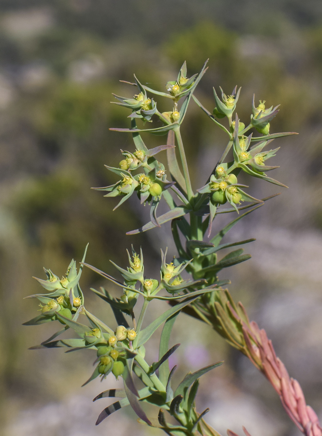 Image of Euphorbia exigua specimen.