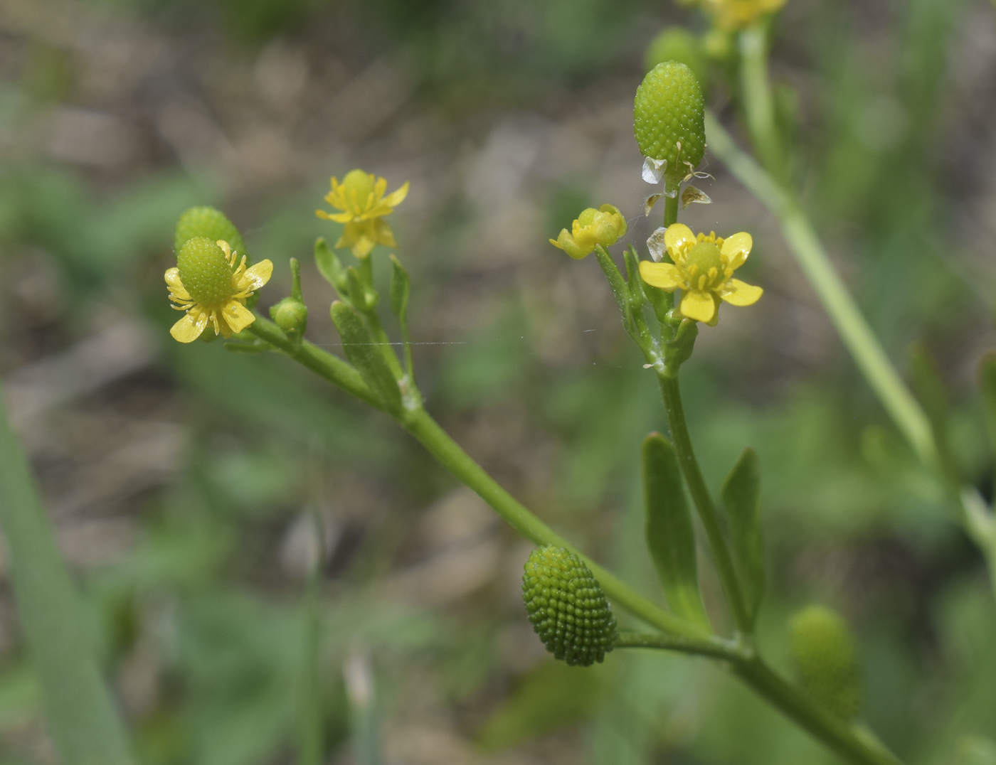 Image of Ranunculus sceleratus specimen.