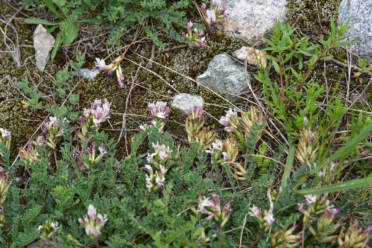Image of Unknown species specimen.