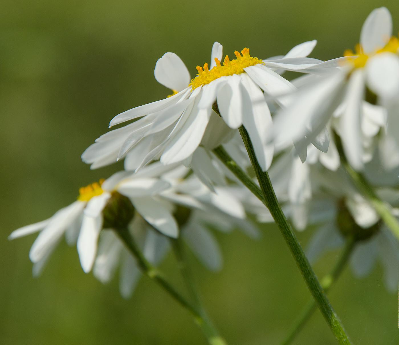 Изображение особи Pyrethrum corymbosum.