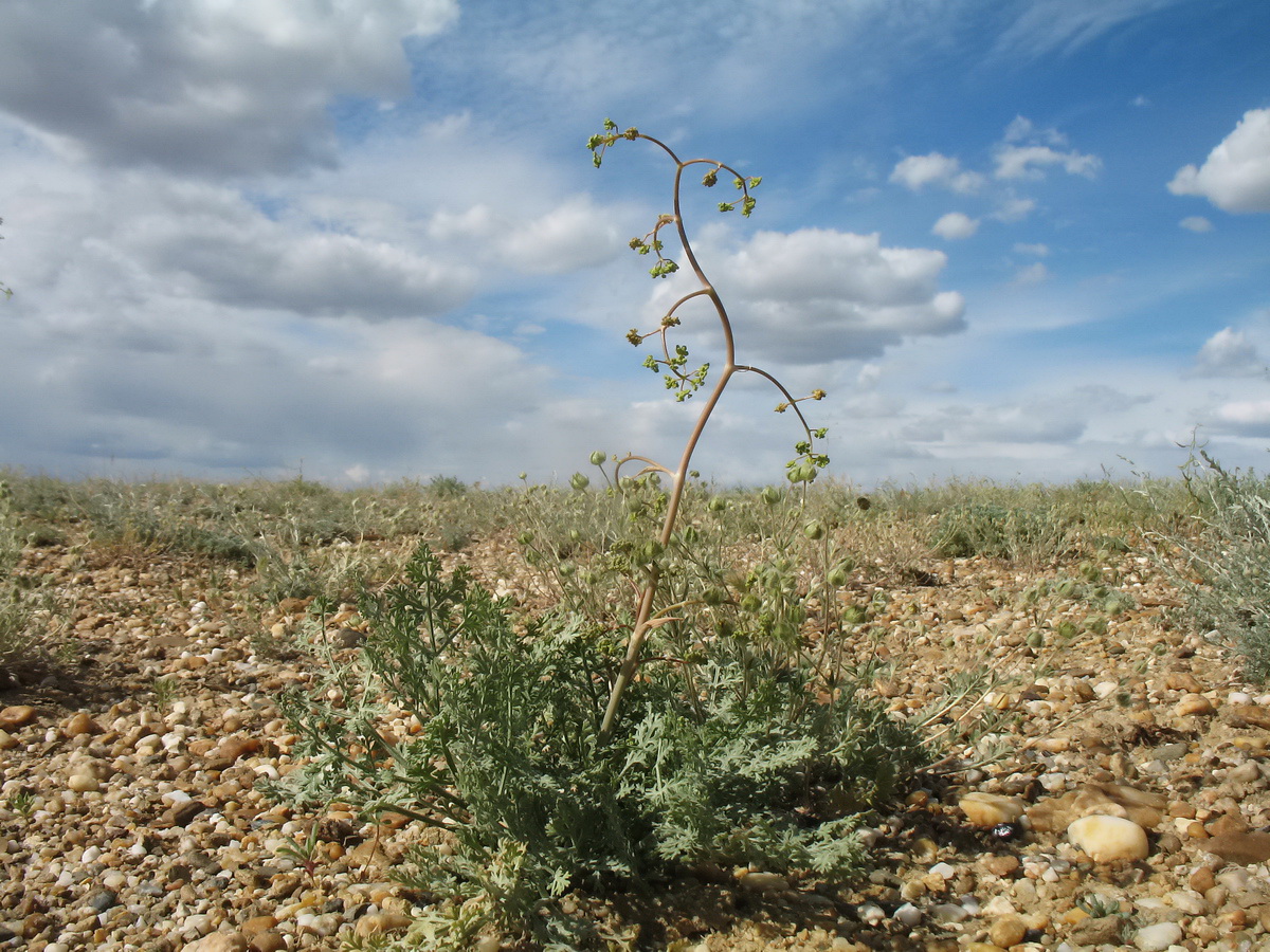 Изображение особи Ferula canescens.