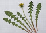 род Taraxacum