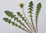 Taraxacum