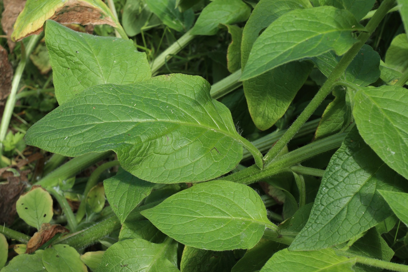 Изображение особи Symphytum asperum.