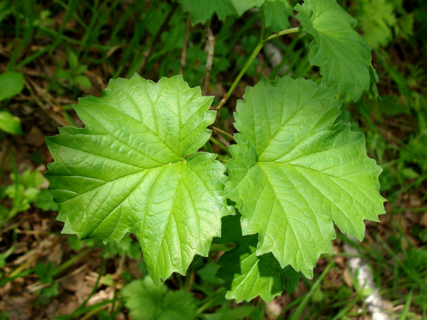 Image of Viburnum sargentii specimen.